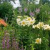 Так было прямо у крыльца в 2013 году. 🌺🌻🌿