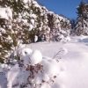 Белый сад спит под снегом ❄❄❄ Заметны только кустарники. 🌿 Эта лапчатка-хамелеон, летом её цветы белые, а с наступлением холодной погоды - розовеют 🌸