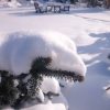 Ель колючая Bialobok сейчас и правда "белобок" - на своих жёстких лапах может удержать много снега! 😊🌲❄❄❄