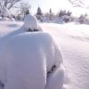 Снег превратил некоторые хвойные в непонятные фигуры. 😊 ❄ 🌲⛄