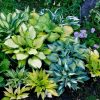 Для влюблённых... в хосты! 😊 🌱💚 Это была грядка с восточной стороны дома, откуда в полдень уходило солнце. ☀Хостам очень нравилось. Мы посадили сюда только что купленных малышей и через несколько лет, когда они подросли, рассадили их по саду.🌱💚