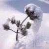 У горной сосны 🌲 причудливый вырос колпак или "нос". "Карлика-носа" сдела зима! ❄ ⛄😜😁