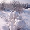 Сирень Мейера ❄✨