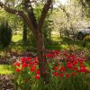 8 марта - только весенние фото! 🌷🌷🌷 Узнаёте? Это часть сада перед домом до глобальных изменений. Яблоня и тюльпаны от прежних хозяев. 🌳🌷 Мы посадили тую Вагнера🌲 (слева) и Golden Globe у калитки. И море астильб и хост в грядки. 🌱🌸🌿 Которые все потом перес