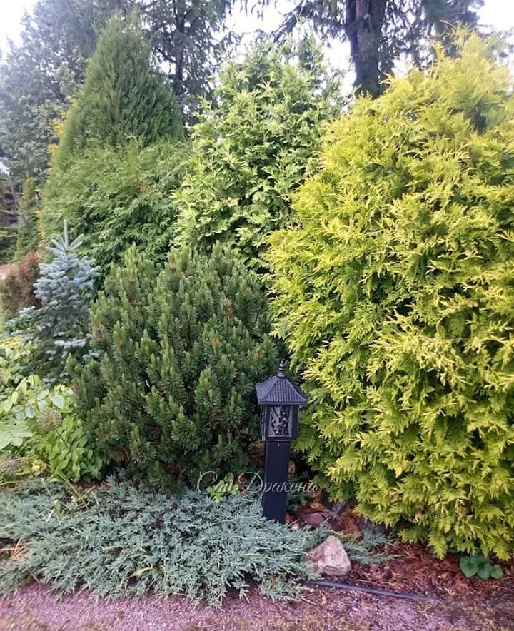 Вот такие туи растут у нас вдоль забора, прикрывают сад от улицы. 🌳🌲Первая, у калитки - Golden Globе, 🌕 за ней белокончиковая из ГБС, шаровидная из Липецкой лесо-степной станции (ЛОСС) и Вагнера оттуда же. 🌲