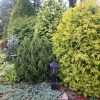 Вот такие туи растут у нас вдоль забора, прикрывают сад от улицы. 🌳🌲Первая, у калитки - Golden Globе, 🌕 за ней белокончиковая из ГБС, шаровидная из Липецкой лесо-степной станции (ЛОСС) и Вагнера оттуда же. 🌲
