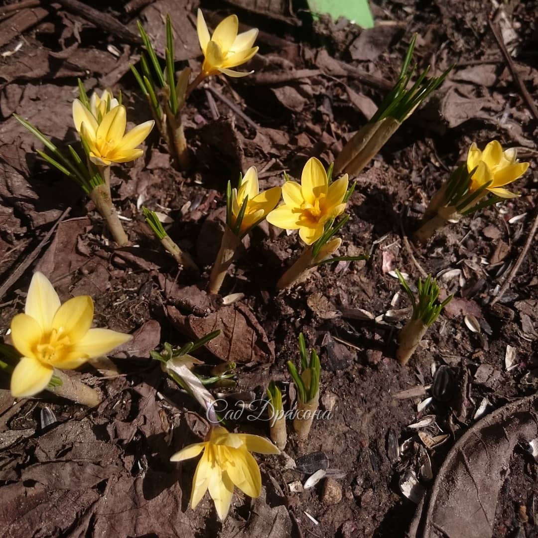 Crocus Cream Beauty