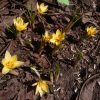 Crocus Cream Beauty