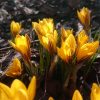 Закатное солнце освещает полосатые щёчки Crocus Fuscotinctus.