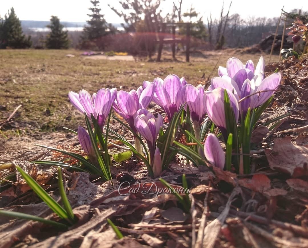В нежной дымке...