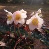 В утренних лучах умытый ночным дождиком морозник чёрный Trollo. Его лепестки слегка розоватые. 🌼
