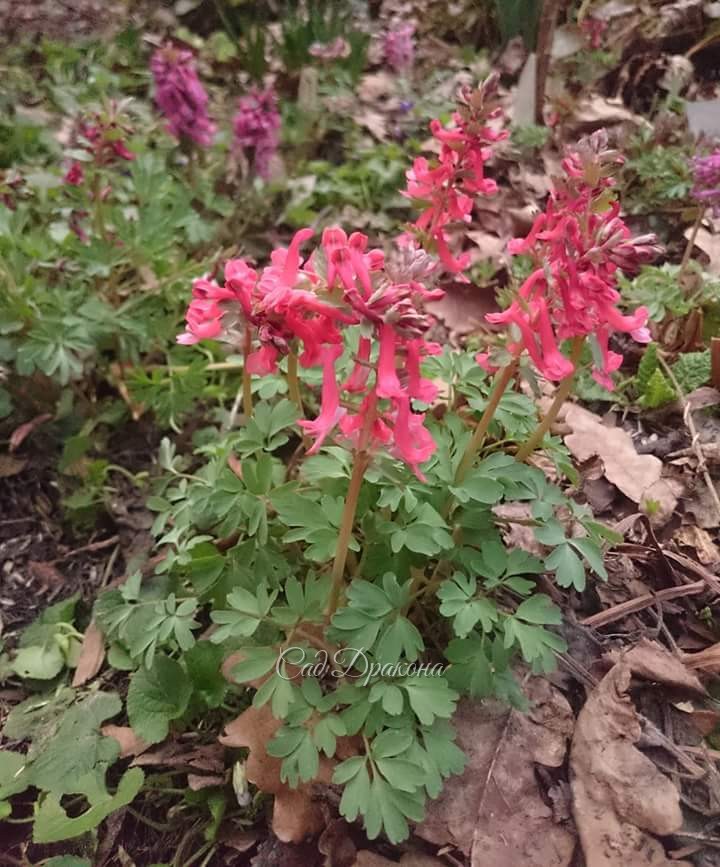 Хохлатки - милые первоцветы ☀🍀💞