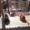 Кот Мотя просится в стаю.