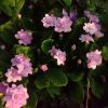 Сегодня за один жаркий день сад очень изменился. Всё выросло! 🌱Зацвели новые растения, например, махровые примулы 💮 Сиренево-розовый Quaker Bonnet.