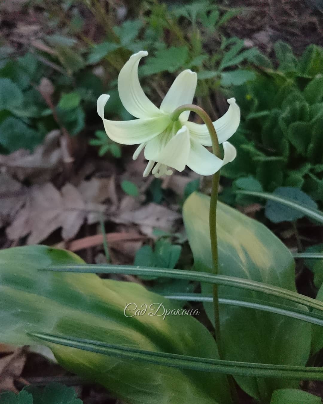 Зацвёл кандык White Beauty ?