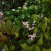 Изящная розовая малышка - японская горянка Akebono. На заднем плане зелёные анемоны. 💚💖