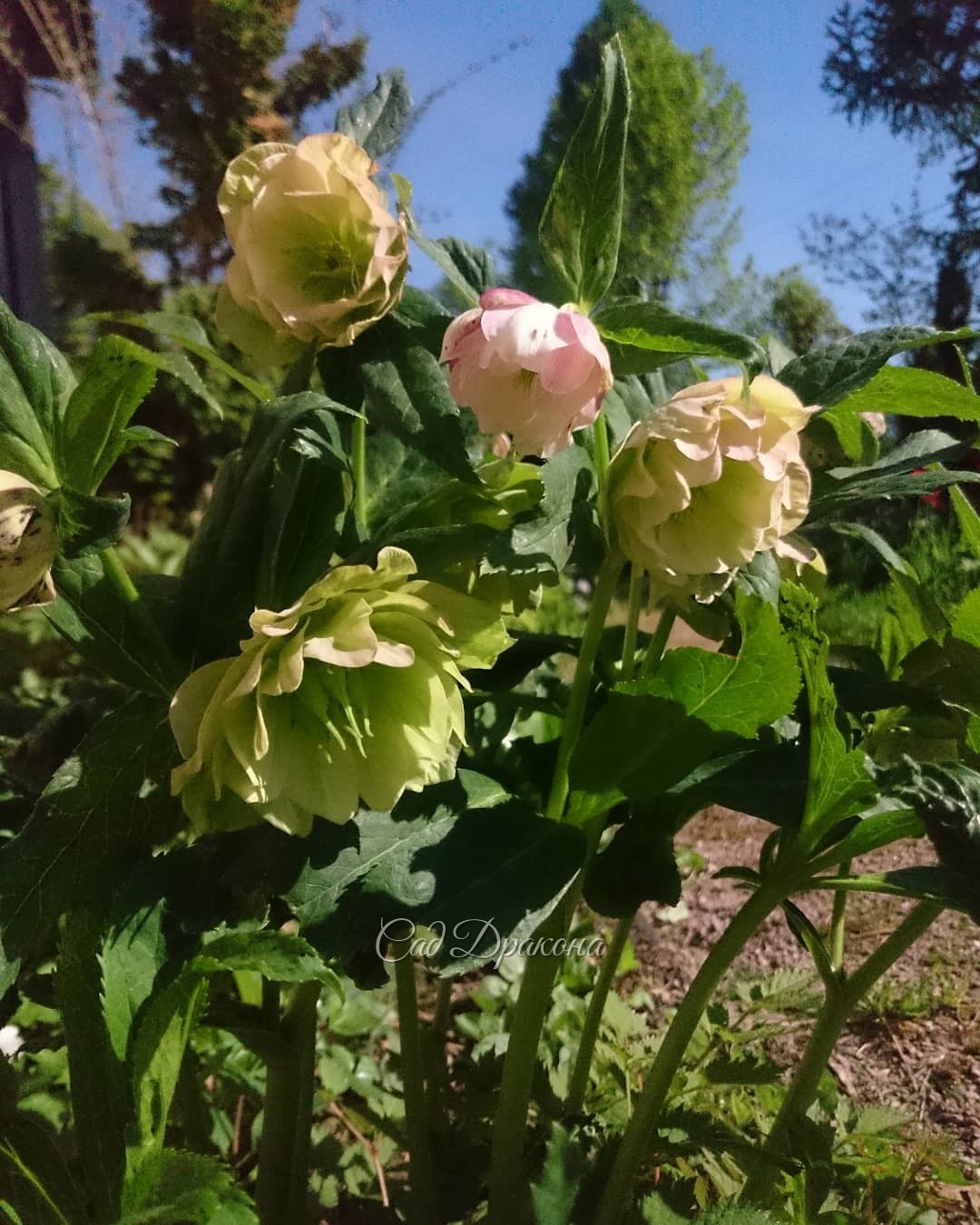 Жарко... Морозники отцветают, меняя цвет на зелёный. 🌿💚