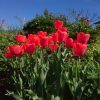 Похвальное слово нашим тюльпанам 🌷🌷🌷 Они были здесь до нас, остались от прежних хозяев. Мы их никогда не выкапывали, а они ежегодно цвели и размножались, каким бы холодным и дождливым не было лето. 🌧 Сейчас они рассажены в разные уголки сада и всегда раду