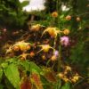 Горянка Amber Queen под дождём 🌧