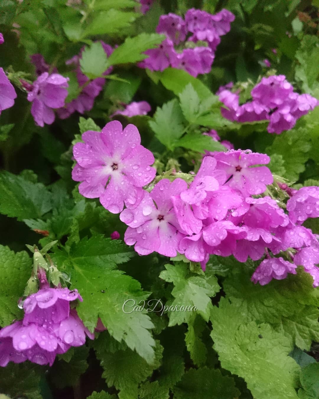 Примула Зибольда под дождём. Новый розовый сорт ?