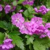 Примула Зибольда под дождём. Новый розовый сорт 🌸