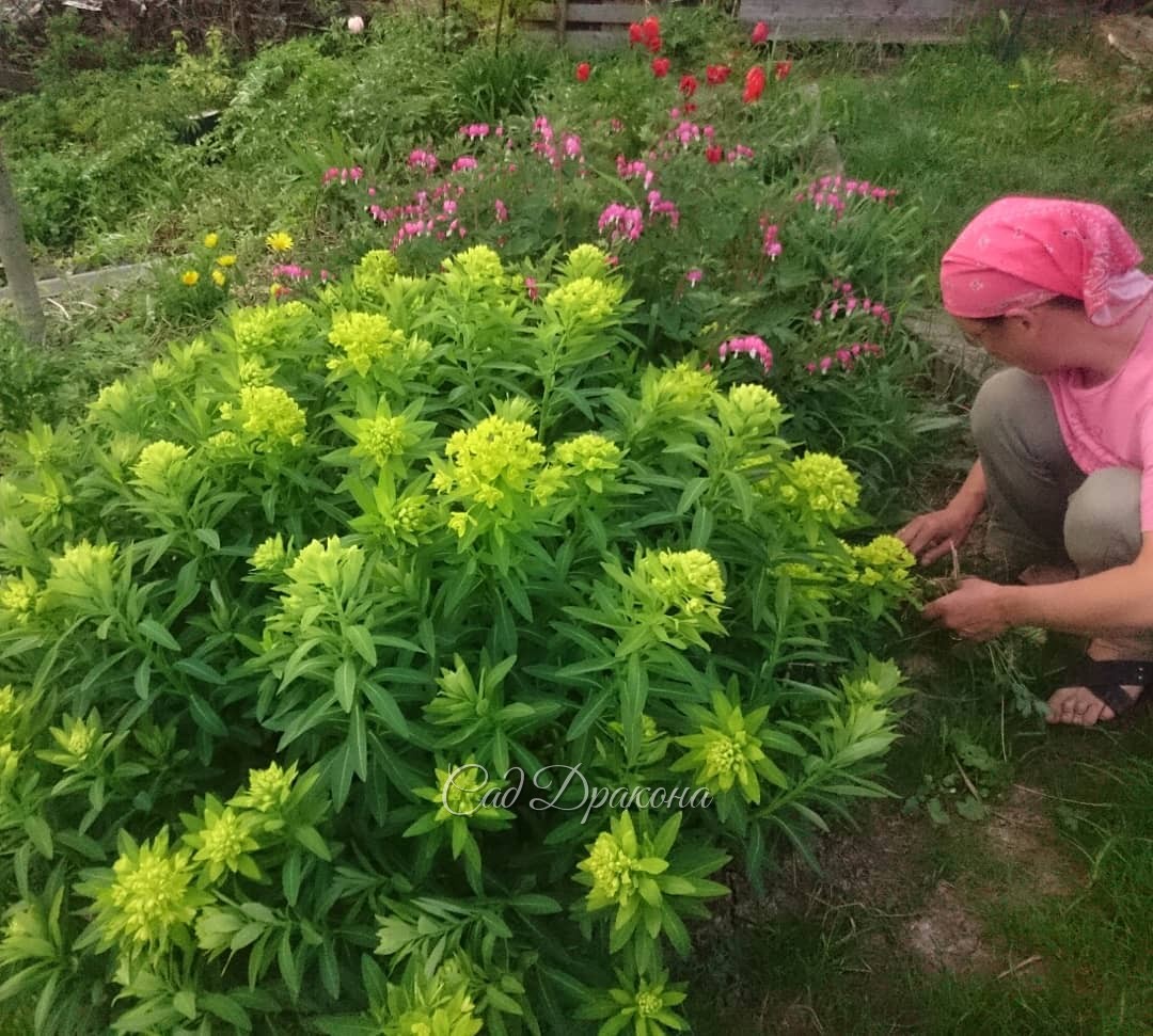 Молочай болотный в нижнем саду с каждым годом всё крупнее.? Скоро за ним сможет потеряться не только дицентра! ??