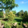 Ещё одно весеннее чудо - хвойные с молодыми приростами! 🌲🌿💚