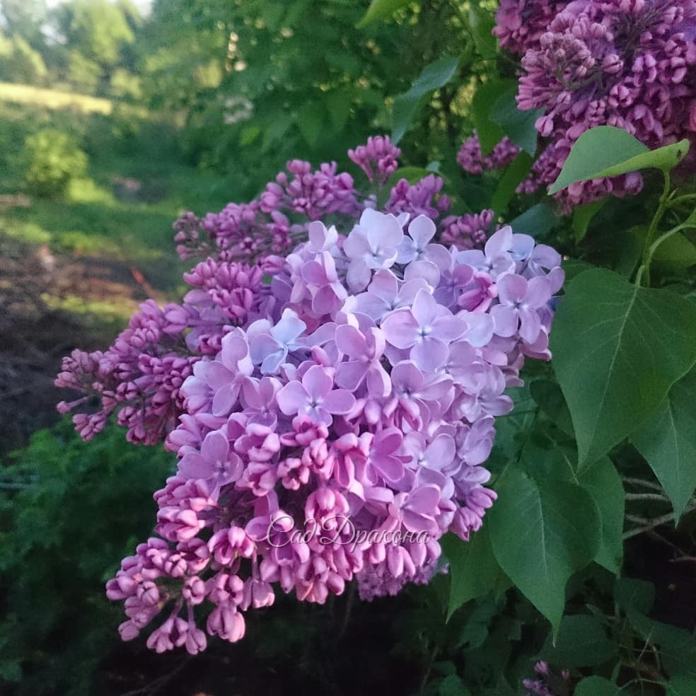 Любимые, прекрасные, они отцветают... до свидания, до следующей весны! ??