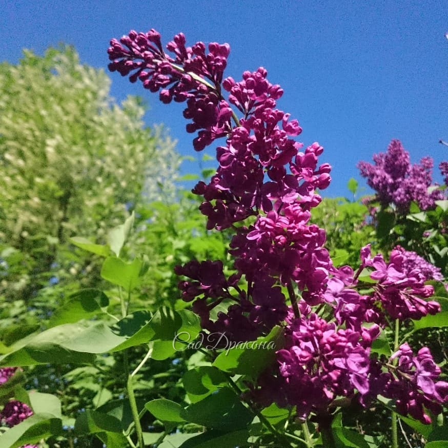 Любимые, прекрасные, они отцветают... до свидания, до следующей весны! ??