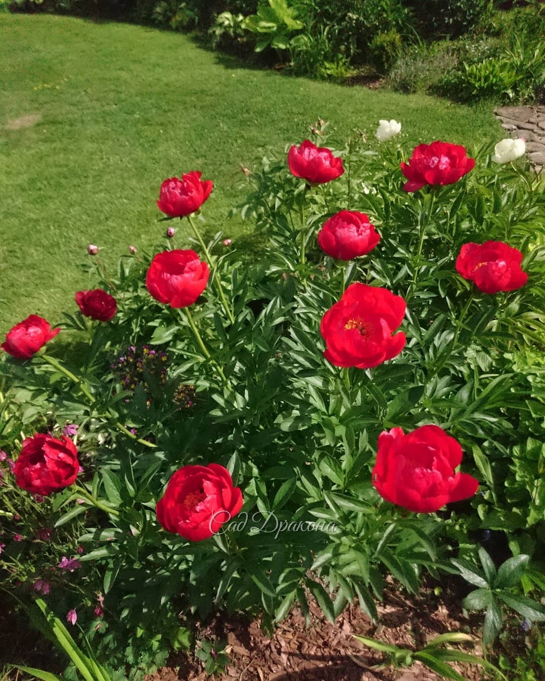 Red Red Rose ?