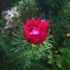 Пион тонколистный махровая форма 🌹