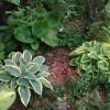 В прошлом году эти хосты смыкались. 🌱🌱🌱 Теперь засуха... Но ведь лето впереди! 💚🌿🌱🌺🌻☀☔