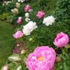 Любимое фото пионового цветника 🌸🌸🌸
