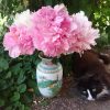 Случайный букет. 🌸🐱 Дождя так и не было, пришлось поставить поливалку - намокли и сломались несколько махровых цветов. 💮 В частности, сорт Pietertje Vriend Wagenaar, получивший в Америке Золотую медаль 🏅 и выбранный пионом года 2019. 👏 Это махровый сорт с