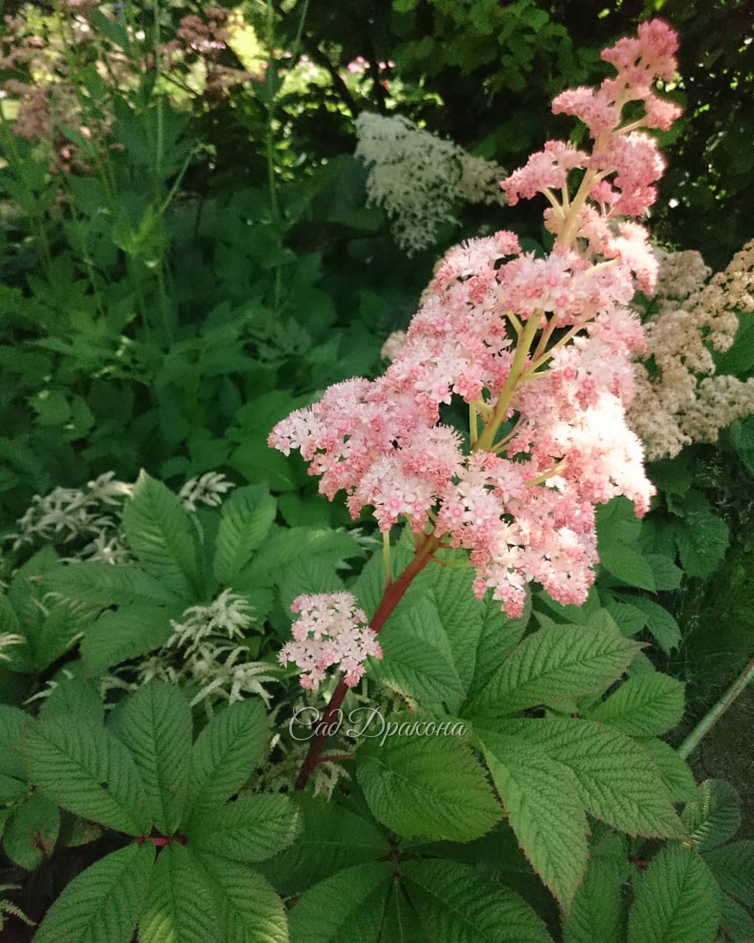 Цветёт роджерсия перистая. ?? Соцветие сантиметров 40.) Rogersia pinnata. ?