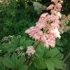 Цветёт роджерсия перистая. 🌿🌸 Соцветие сантиметров 40.) Rogersia pinnata. 🌿