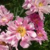 Интересный сорт пиона Pink Firefly. 🌸 Лепестки с розовыми переливами сначала расположены ровно, затем, на второй день, верхний ряд приподнимается, нижний опускается, создавая объём. 🌸💮🌸