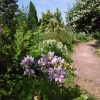 Дорожка вдоль крыльца. В зоне весны теперь колокольчики, шалфеи, ирисы, а в конце бушует жасмин 💚