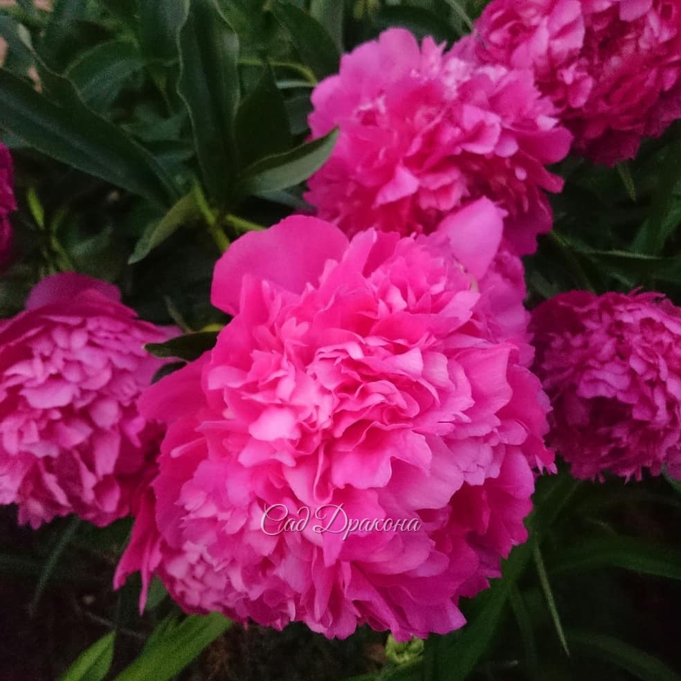 Pink Jazz сегодня. ????