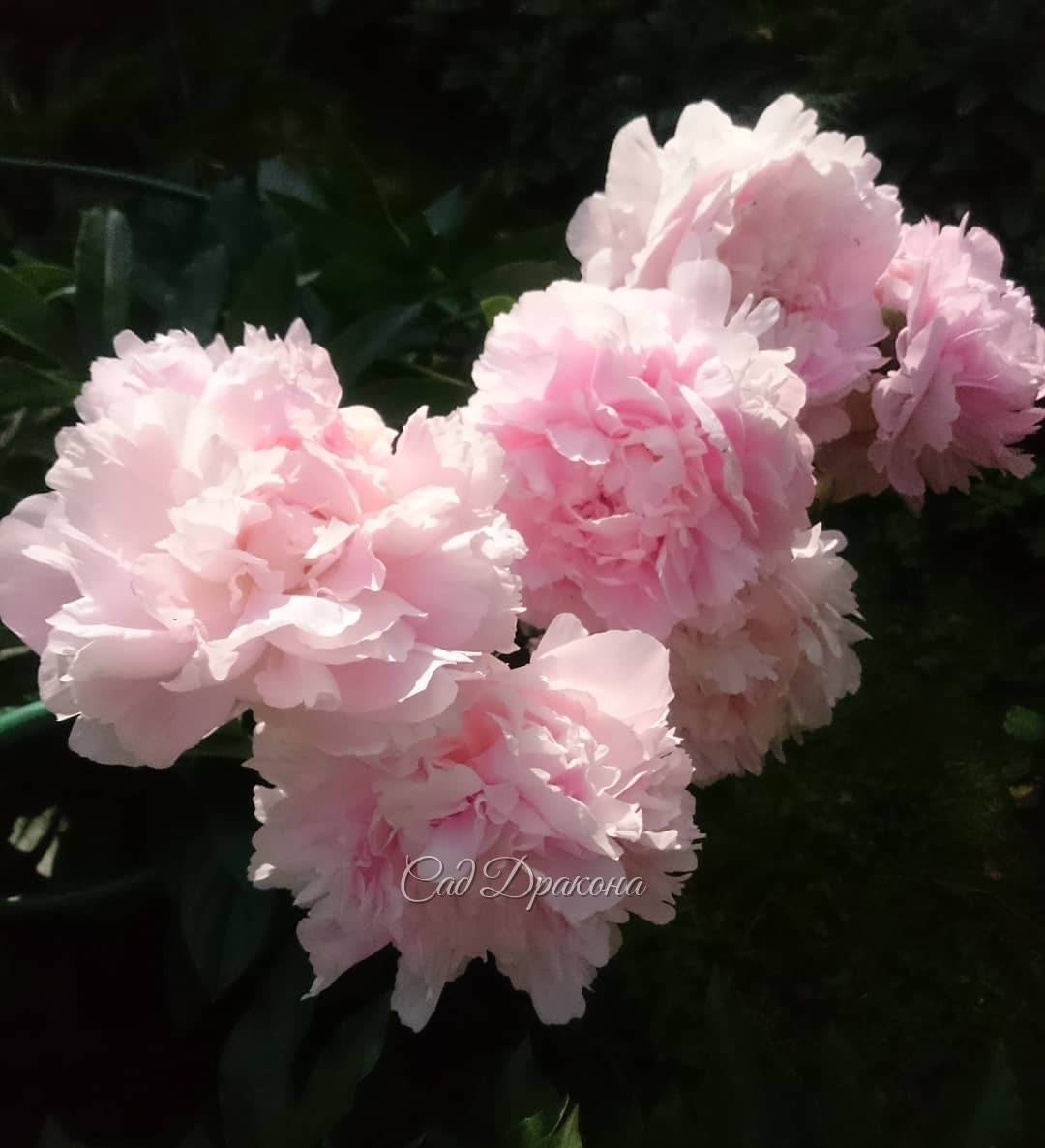Lady Orchid, один из поздних. ? Вчера поставили на его грядку поливалку и уехали на 4 часа. ?Он стойко перенёс, не очень пострадал, только цветы отяжелели. Всё равно красивый.? Но почти без аромата.)