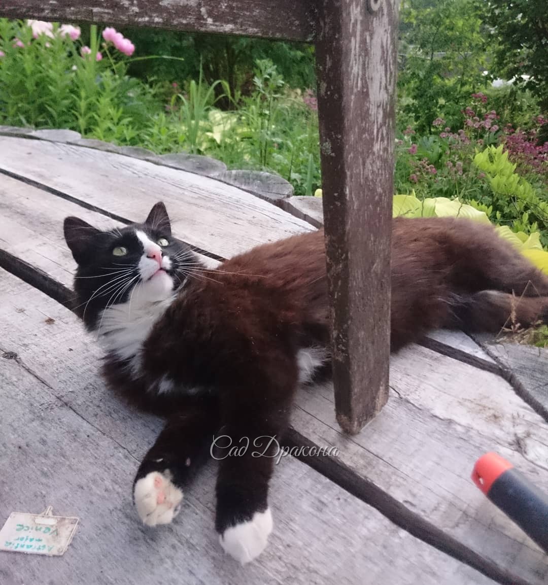 Оссе на нижней площадке под креслом. Задние лапки свисают ) ??