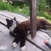 Оссе на нижней площадке под креслом. Задние лапки свисают ) 😻🌿
