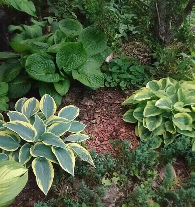 В прошлом году эти хосты смыкались. 🌱🌱🌱 Теперь засуха... Но ведь лето впереди! 💚🌿🌱🌺🌻☀☔