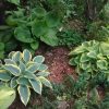 В прошлом году эти хосты смыкались. 🌱🌱🌱 Теперь засуха... Но ведь лето впереди! 💚🌿🌱🌺🌻☀☔