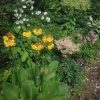 2 фото с разницей в два дня. Видно, как окрасились бутоны астильб. 🌸 Но солирует пока примула буллериана. 🌻