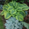 Под липами за домом - царство хост 🌱🌱 Кто был у нас, знает, какие здесь великаны 🙆 А кто не был - приезжайте посмотреть, июль - хосты в самом расцвете! 💚