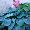 В сумерках и в капельках "Синий дельфин" 🐬🌱 (Blue Dolphin) выглядит, будто только что вынырнул из моря. 🌊🌊🌊