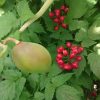Ягоды и фрукты)) 🍒🍑 Воронец красный и подофилл Эмода - его плод, свисающий под листьями, покраснеет к концу лета.