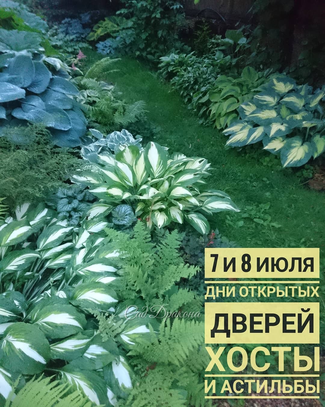 Сад посвежел после дождей, ? цветут монарды, шалфеи, ранние астильбы, ? 300 хост манят разнообразием ? ?? Приглашаем прогуляться по зелёному распушившемуся саду! ?????