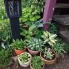 Разнообразные малышки 🌱🌿🍀🍃